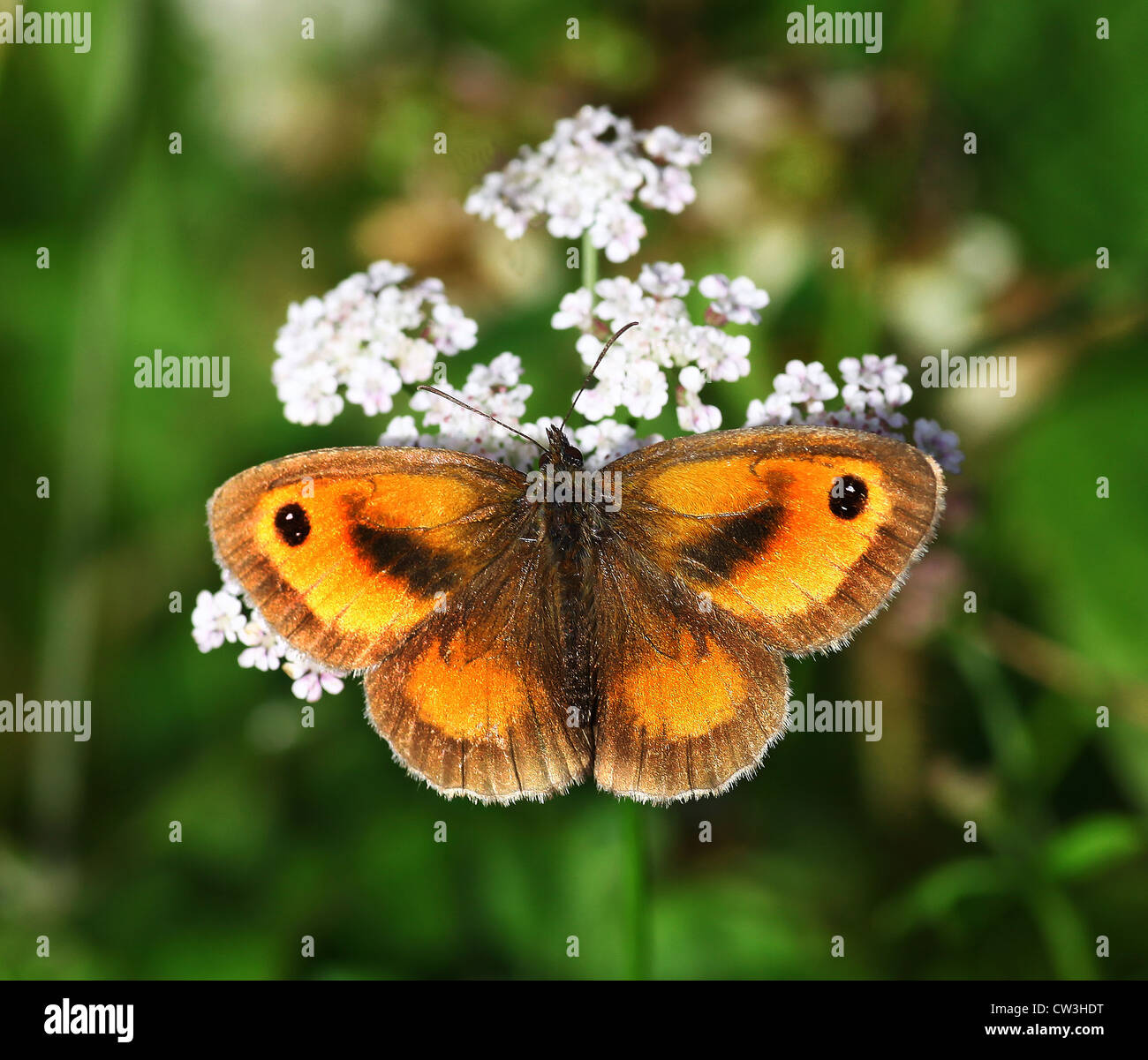 Gatekeeper Schmetterling Schmetterlinge (Pyronia Tithonus) oder (Maniola Tithonius) manchmal rief die Hecke Braun in enger Stockfoto