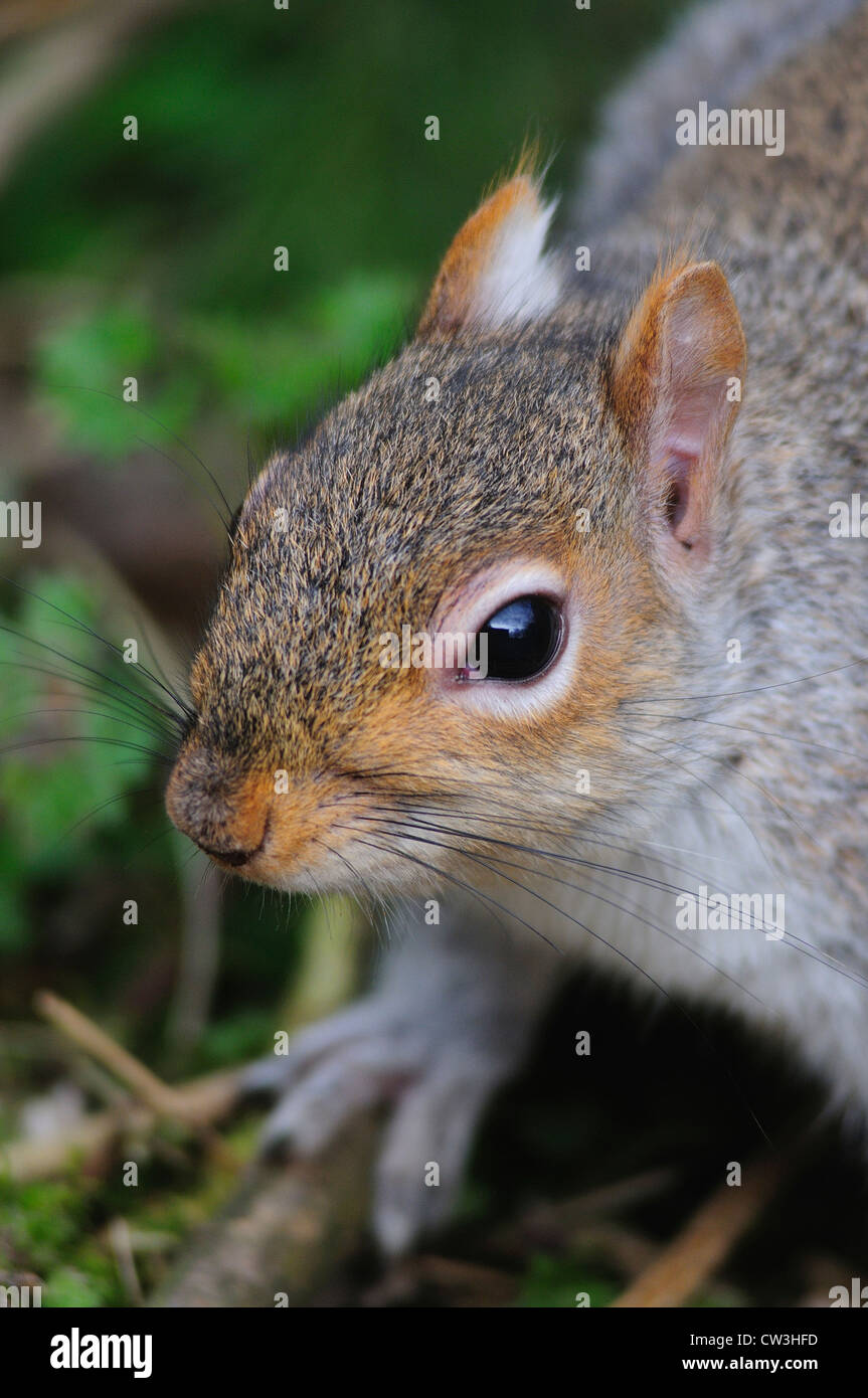 Der Kopf eines grauen Eichhörnchens UK Stockfoto
