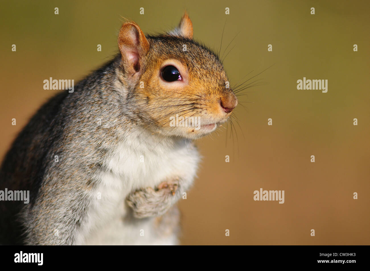 Eine graue Eichhörnchen, Kopf und Schultern UK Stockfoto