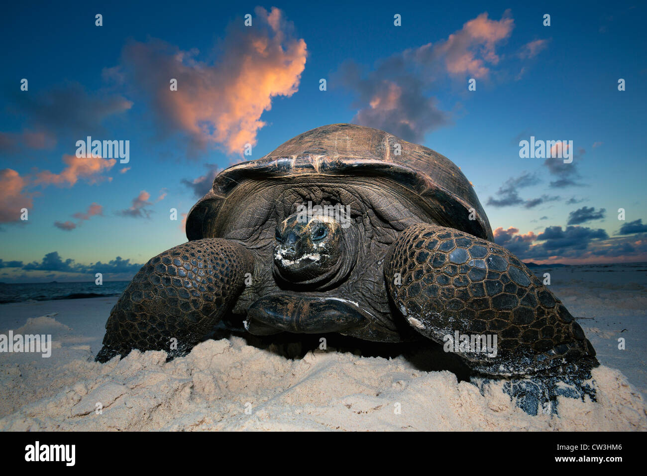 Riesenschildkröte (Geochelone Gigantea). Gefährdete Arten. Dist. Inseln der Seychellen. Stockfoto