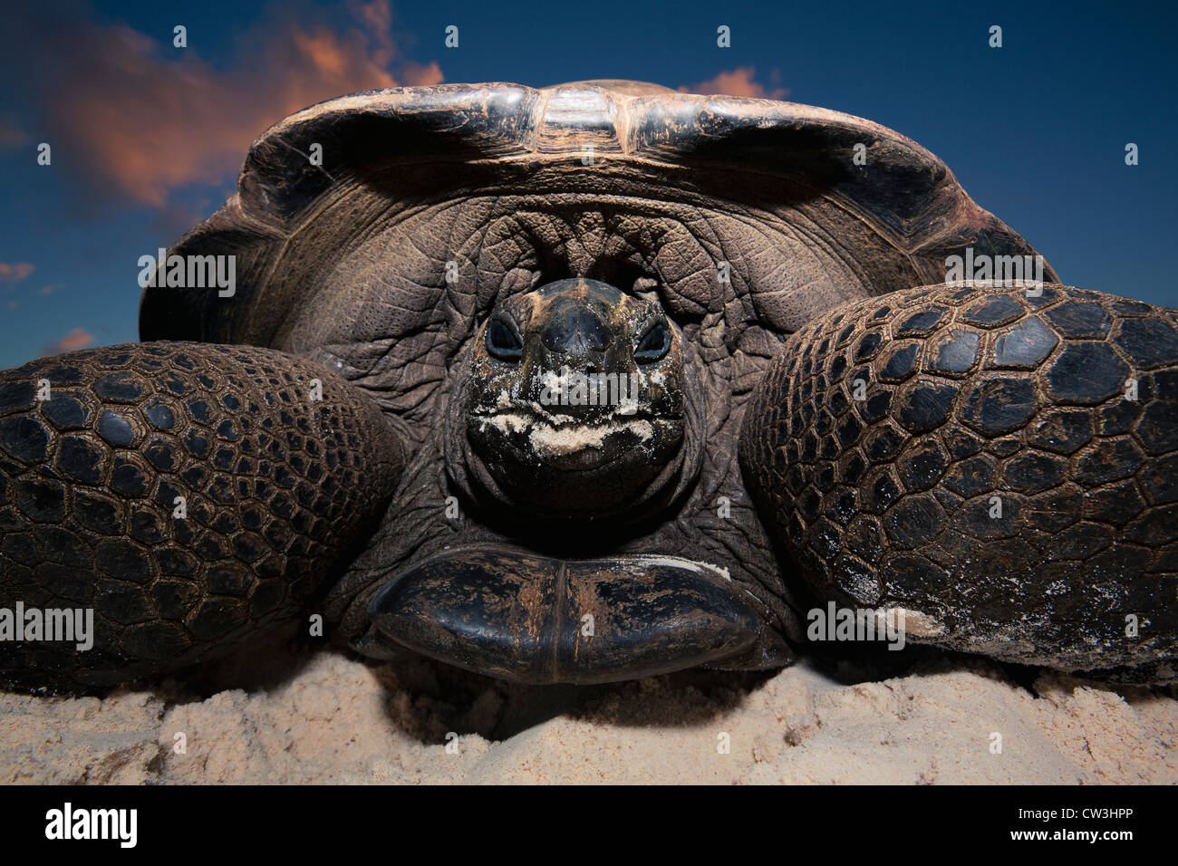 Riesenschildkröte (Geochelone Gigantea). Gefährdete Arten. Dist. Inseln der Seychellen. Stockfoto