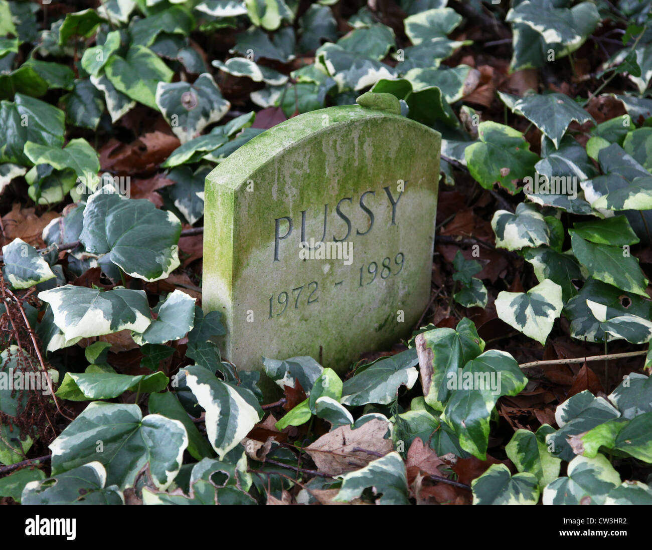 Grabstein oder Grabstein einer Katze namens Muschi umgeben mit Efeu  Stockfotografie - Alamy