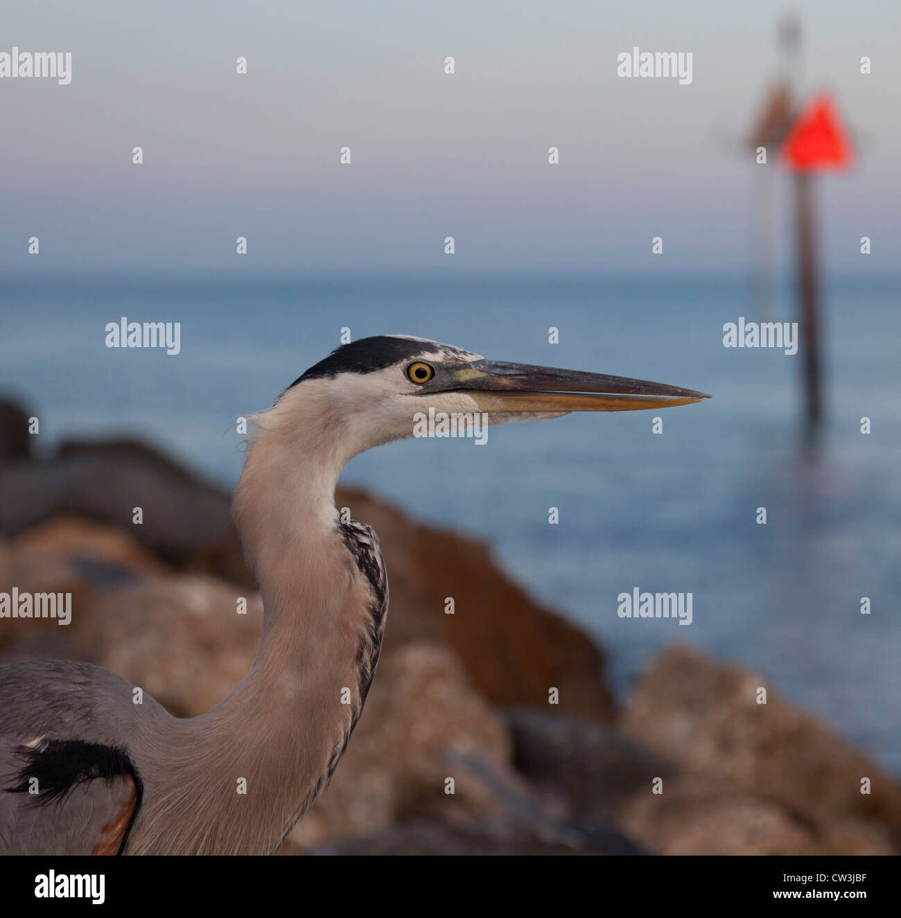 Great Blue Heron. Venedig-Inlet, Florida. Stockfoto