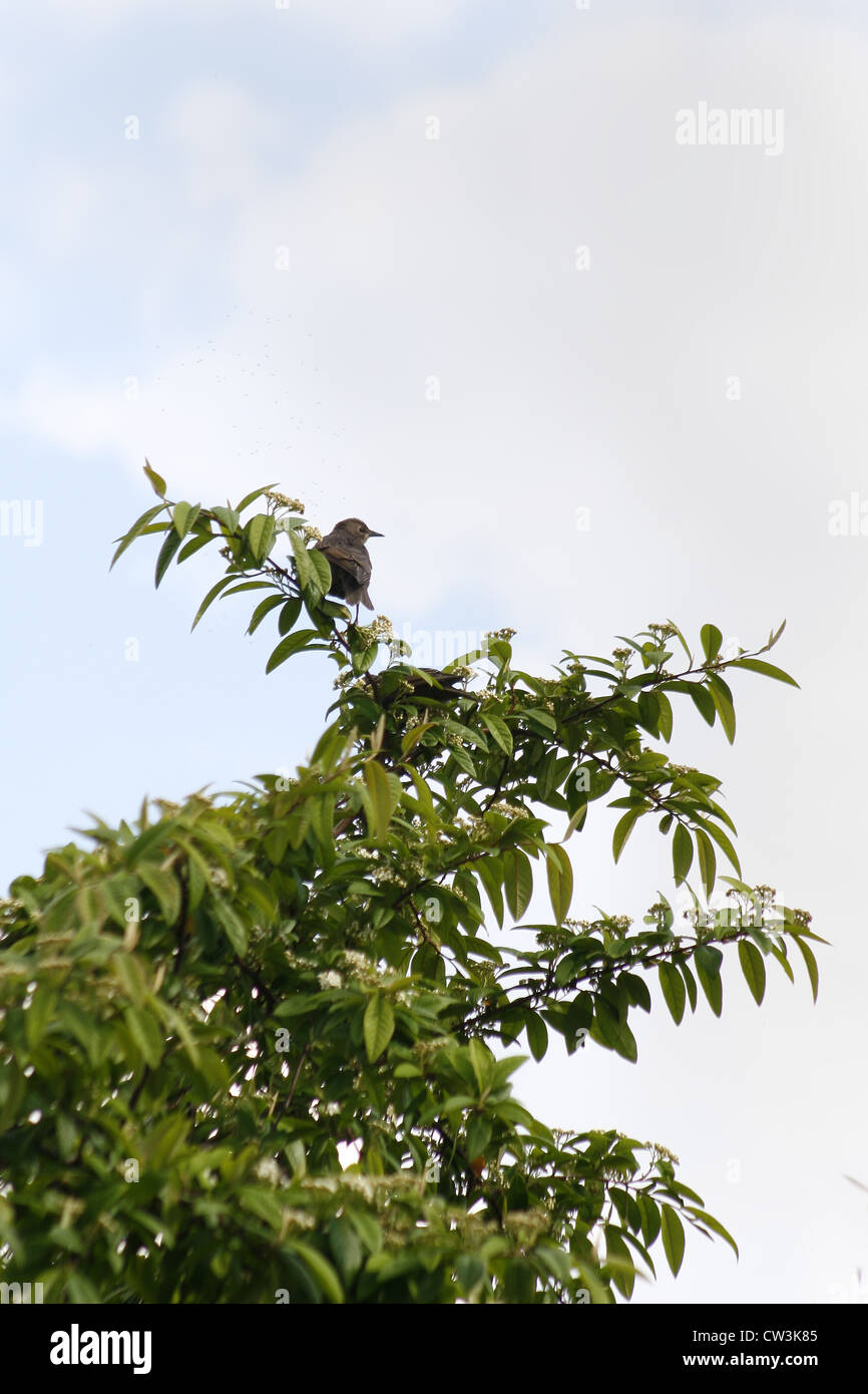 Zwei weibliche Amsel saß auf Baum Zwergmispel Turdus Merula Zwergmispel frigidus Stockfoto