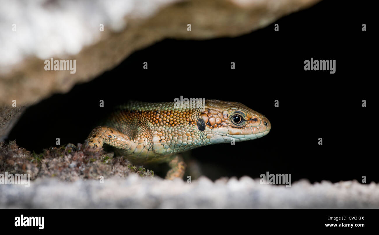 Gemeinen Eidechse versteckt unter einer Steinmauer Stockfoto