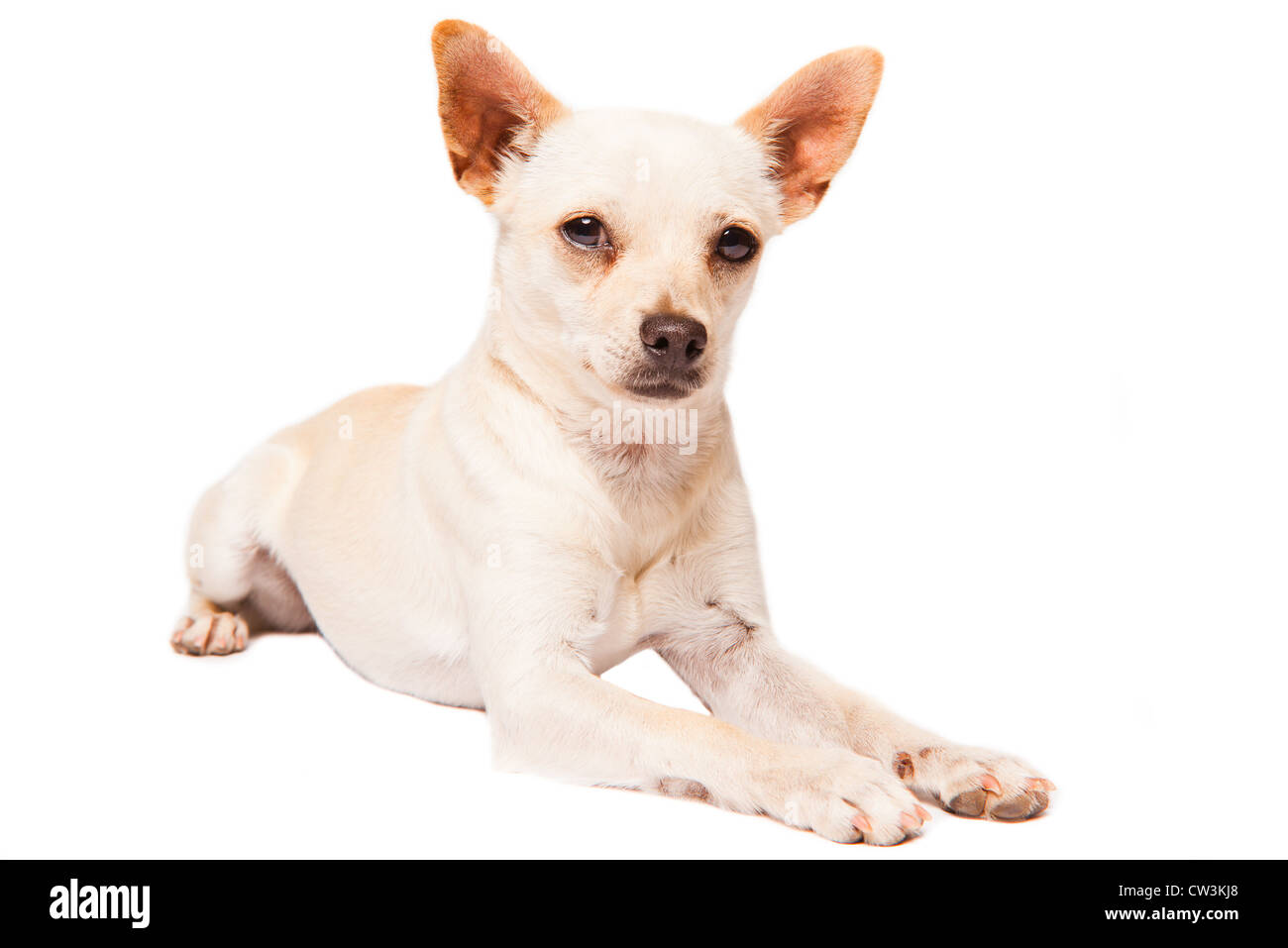 Ein Jahr alt inländischen Tan Kurzhaar Chihuahua. Stockfoto