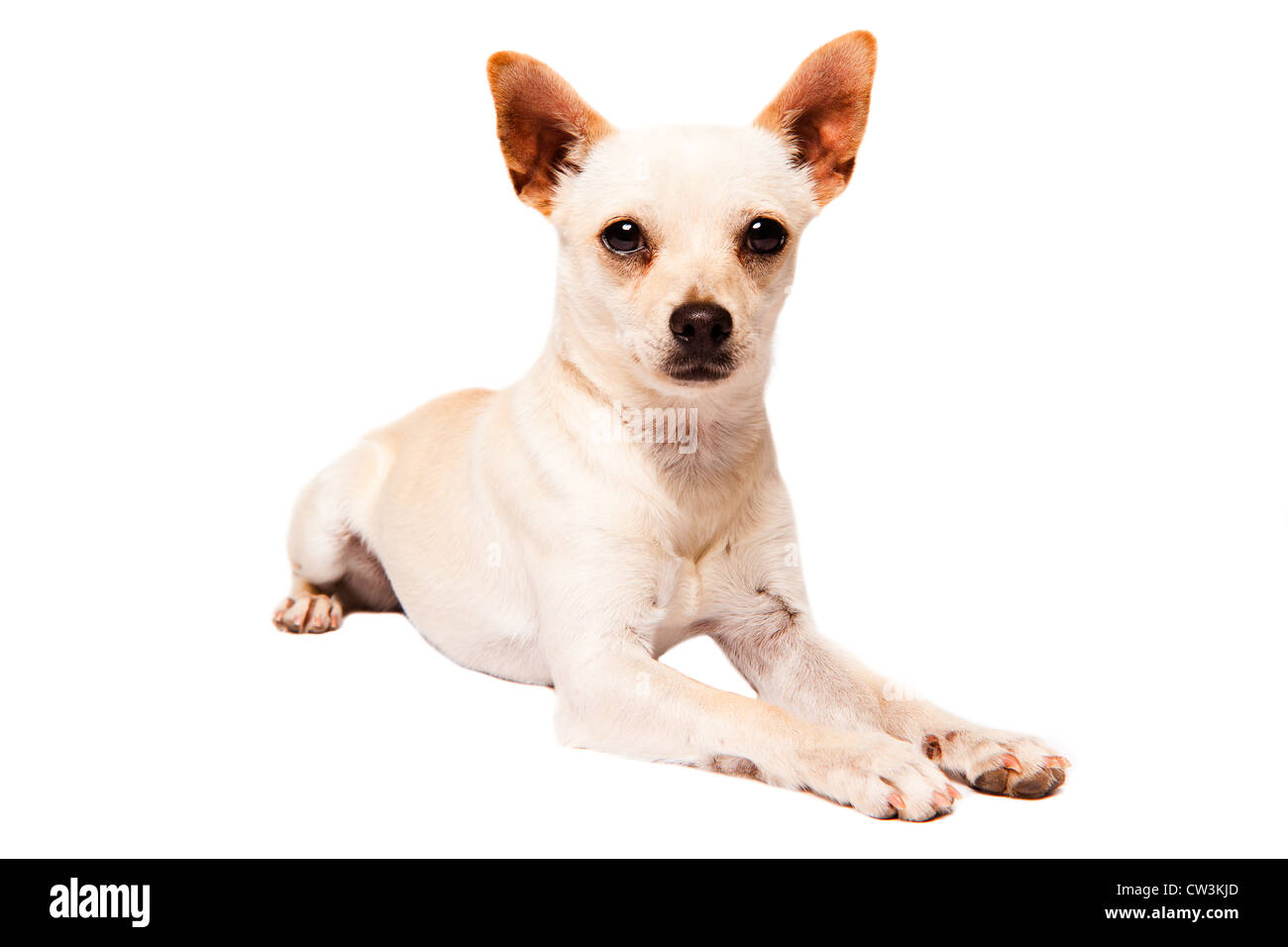 Ein Jahr alt inländischen Tan Kurzhaar Chihuahua. Stockfoto