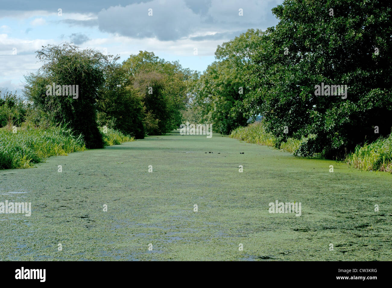 Blick entlang der Driffield Navigation Stockfoto