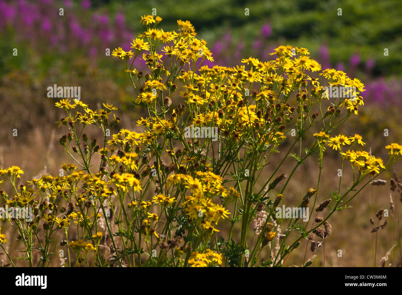 Gelbe Wiesenblumen Rainfarn Kreuzkraut Senecio jacobaea Stockfotografie