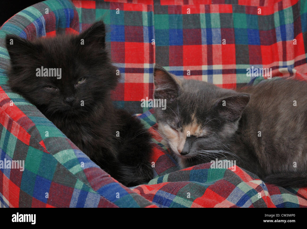 schwarzen & grauen & Ingwer Kätzchen Stockfoto