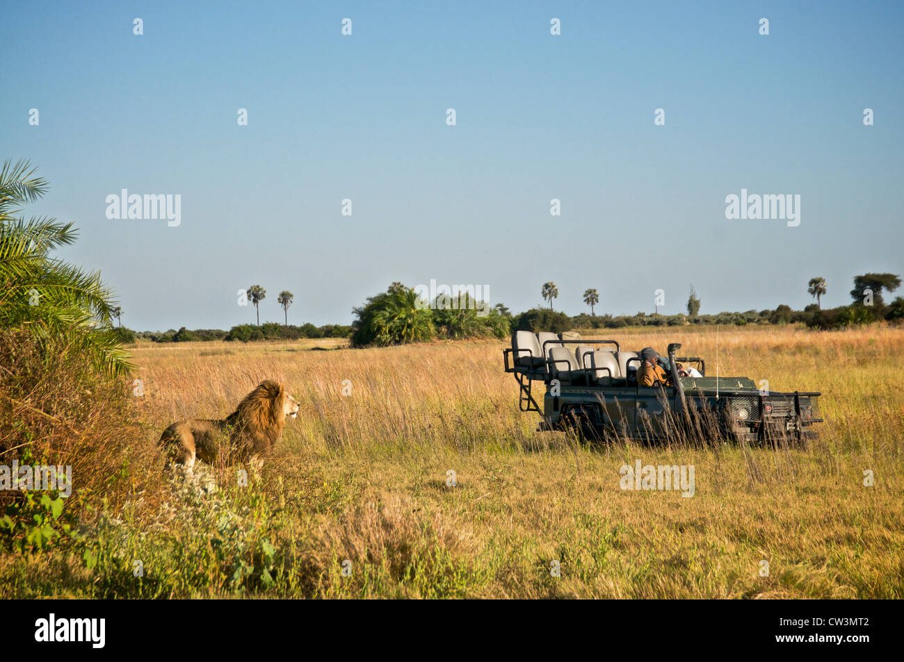 Touristen, die Löwen auf Safari beobachten. Botswana, Afrika. Stockfoto