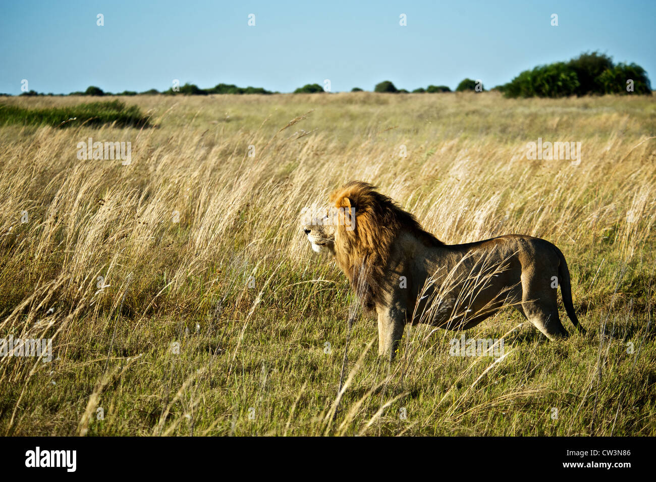 Porträt eines Löwen. Botswana, Afrika. Stockfoto