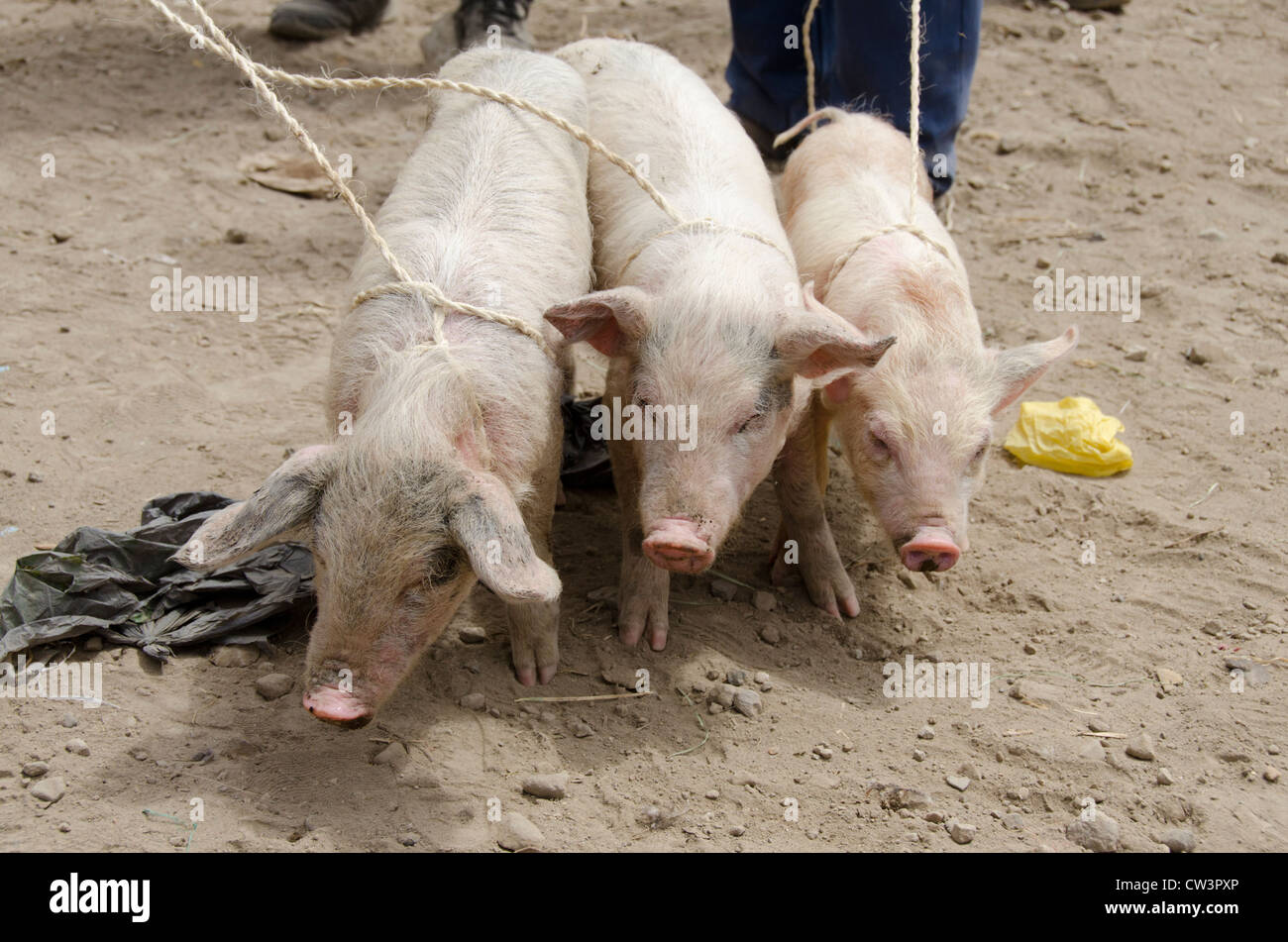 Alle Schweine An Der Leine Machen Bäh
