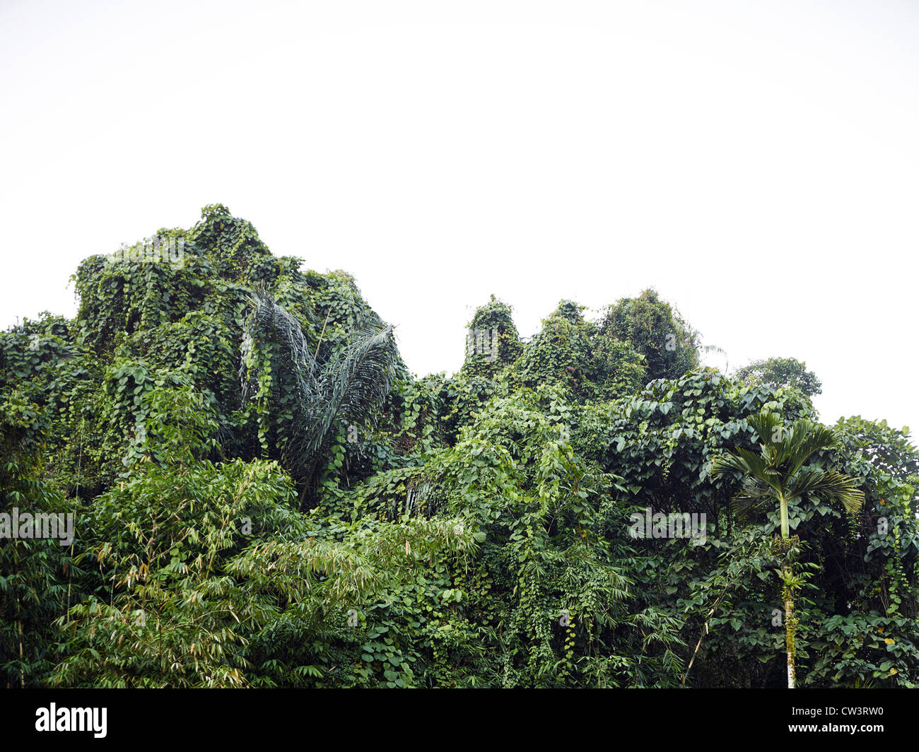 Üppigen Baumkronen über Tirta Empul Stockfoto