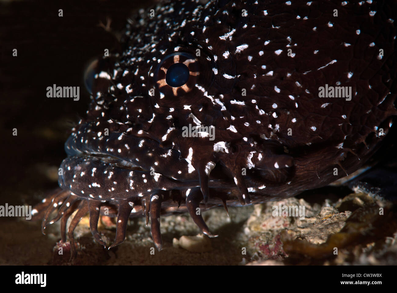 Whitespotted Krötenfisch Sanopus astrifer Stockfoto
