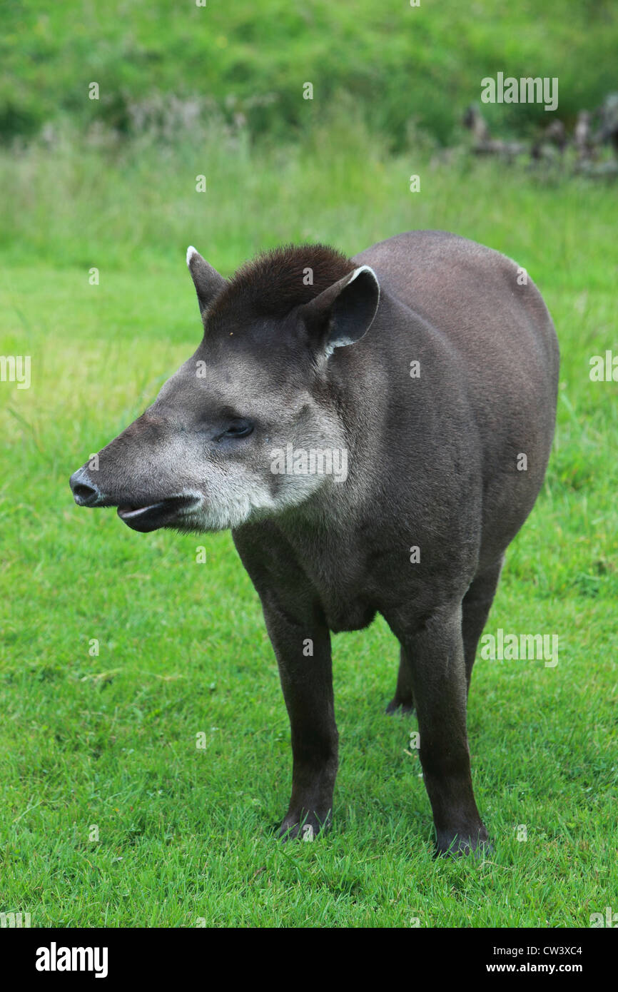 Brasilianische tapir Stockfoto