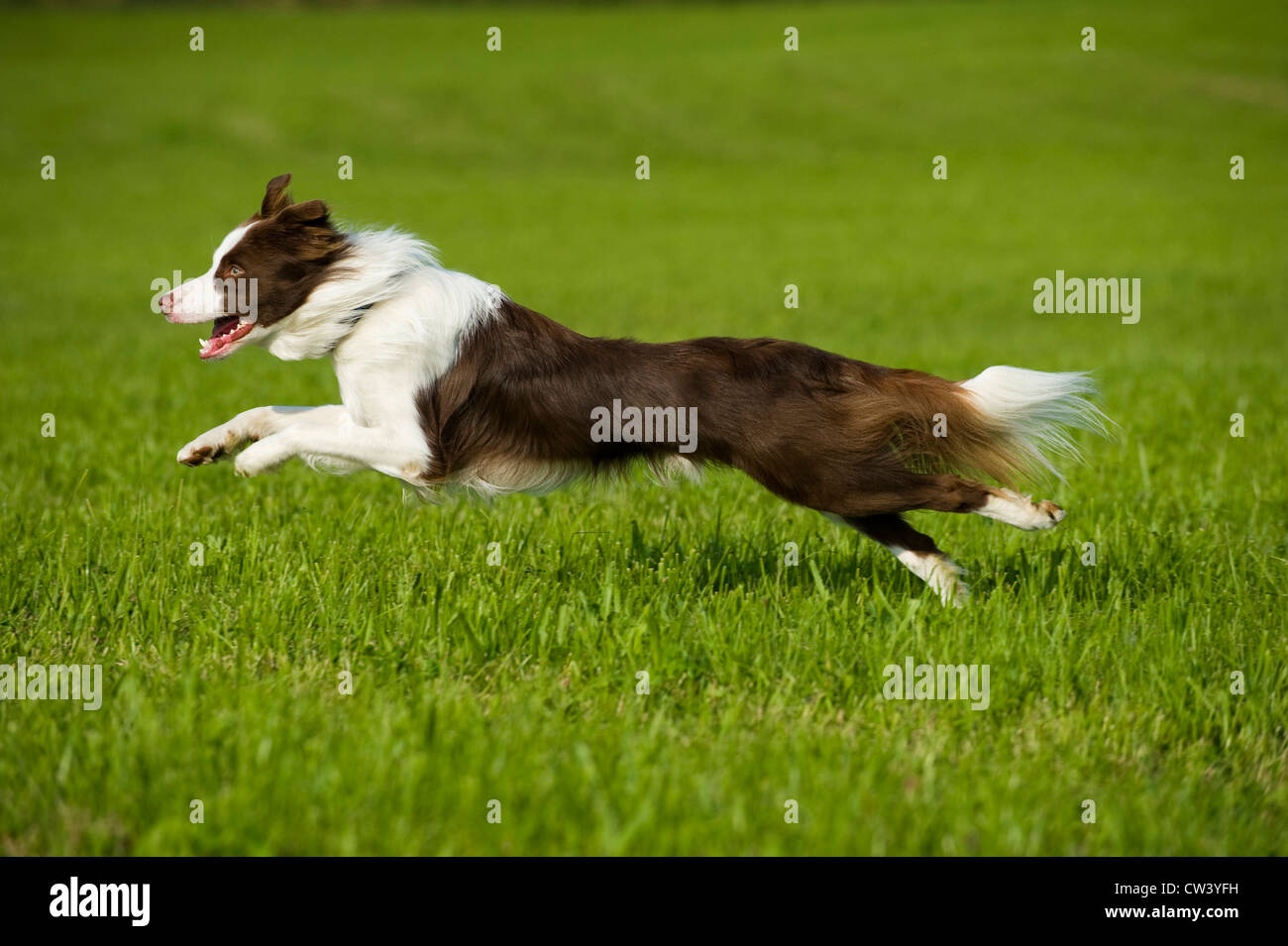 Border-Collie. Erwachsenen auf Rasen laufen Stockfoto