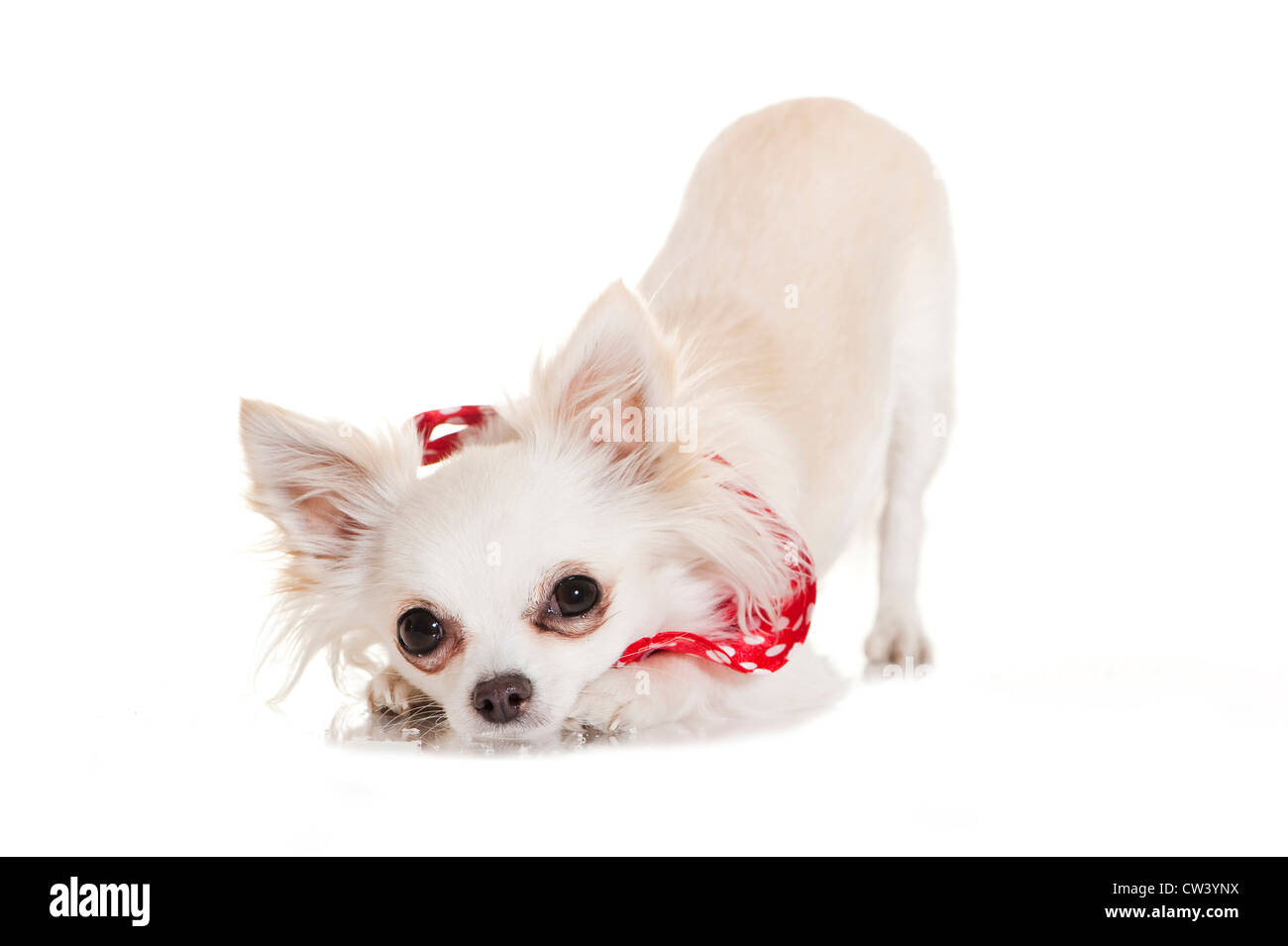 Chihuahua. Erwachsenen weißen Hund trägt einen roten Schal. Studio Bild vor einem weißen Hintergrund Stockfoto