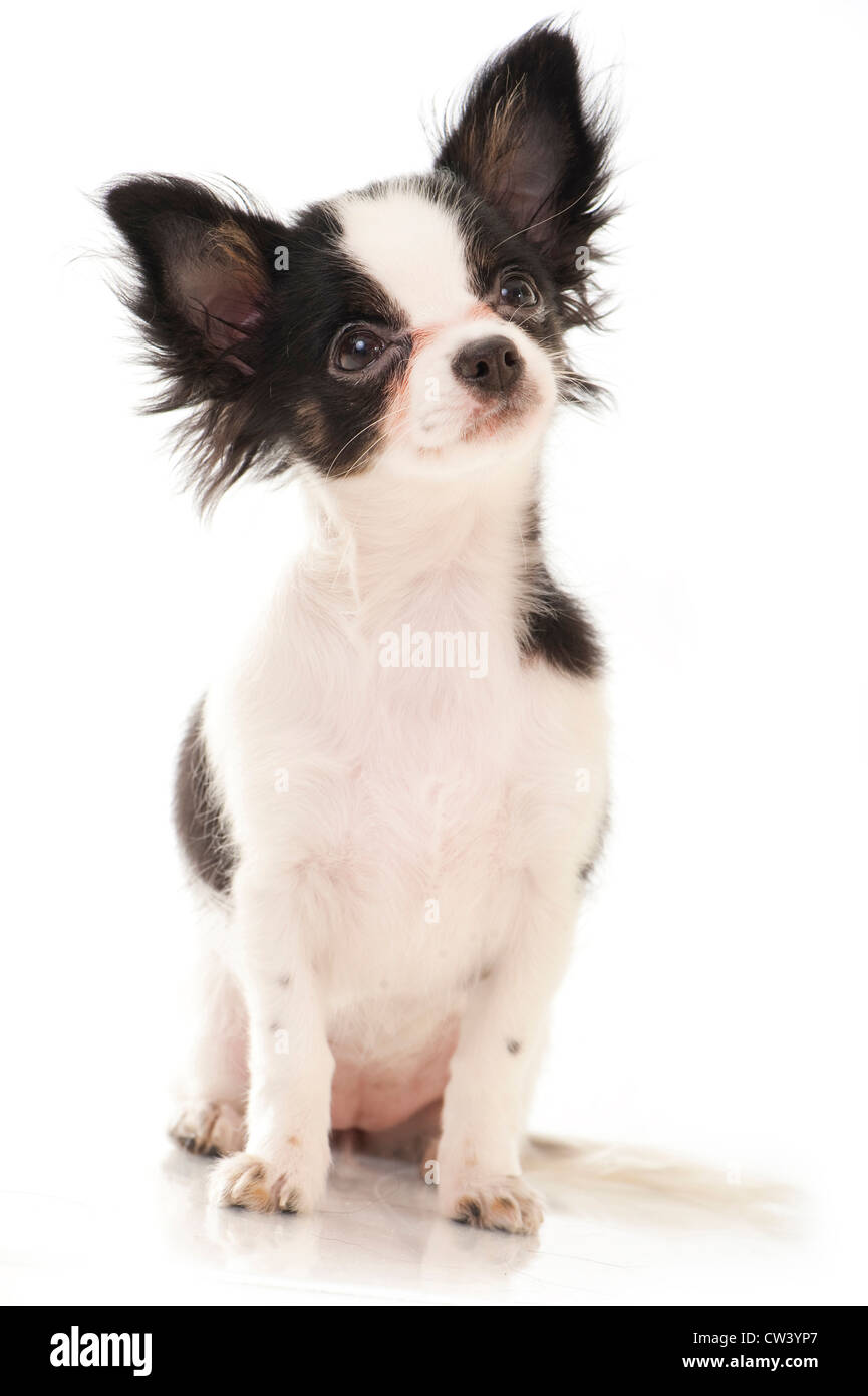 Chihuahua. Schwarz-weiß-Hundesitting. Studio Bild vor einem weißen Hintergrund Stockfoto