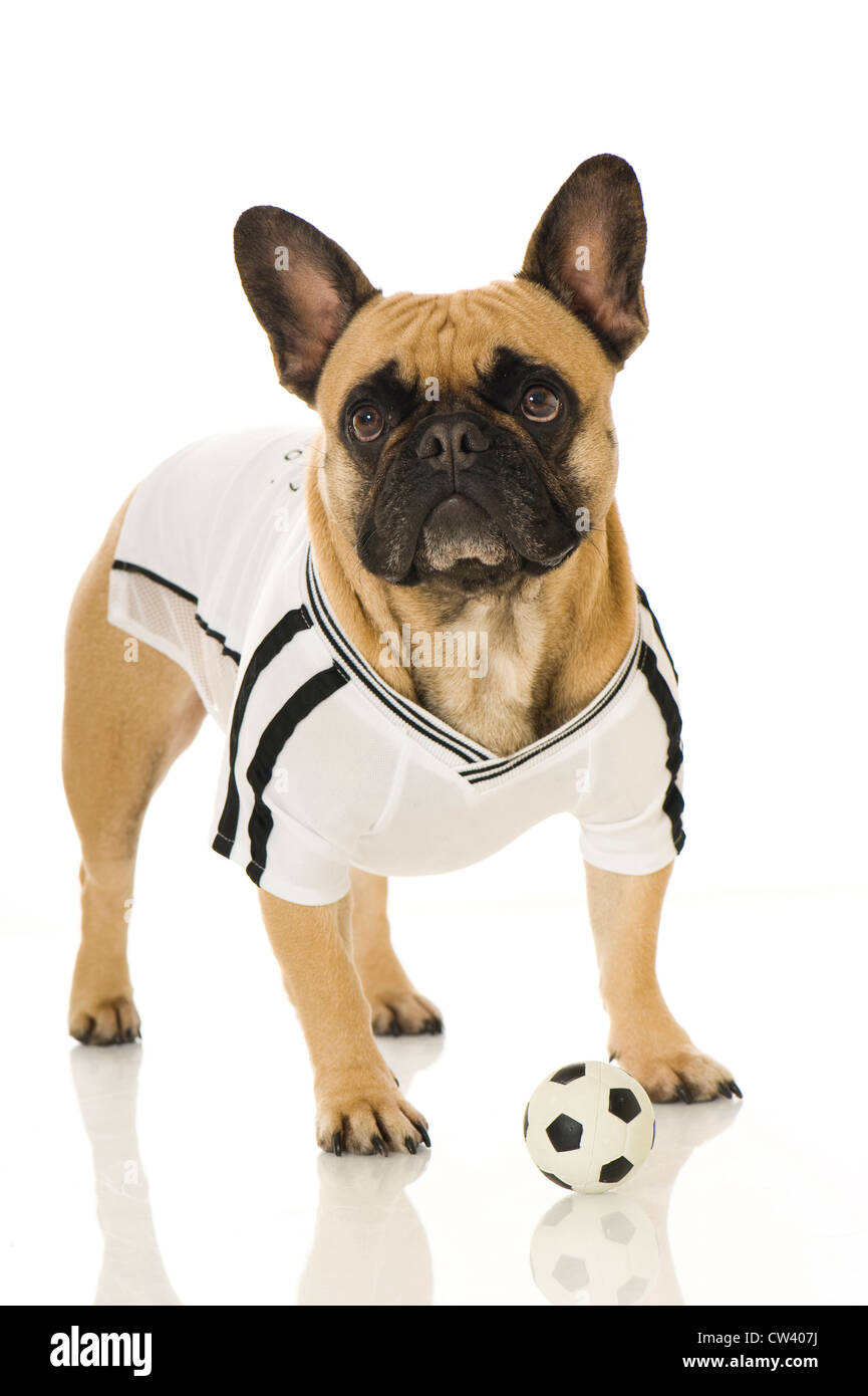 Französische Bulldogge in das Trikot der deutschen Fußball-Nationalmannschaft mit ein wenig Fußball gekleidet. Studio Bild gegen ein weißes Stockfoto