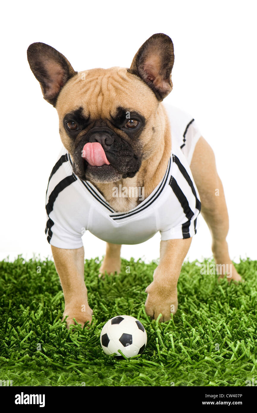 Französische Bulldogge gekleidet im Trikot der deutschen Fußball-Nationalmannschaft mit ein wenig Fußball auf dem Rasen. Studio Bild gegen Stockfoto