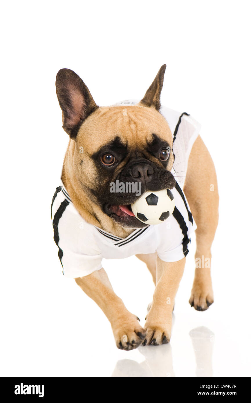 Französische Bulldogge gekleidet im Trikot der deutschen Fußball-Nationalmannschaft mit ein wenig Fußball im Maul. Studio Bild aga Stockfoto