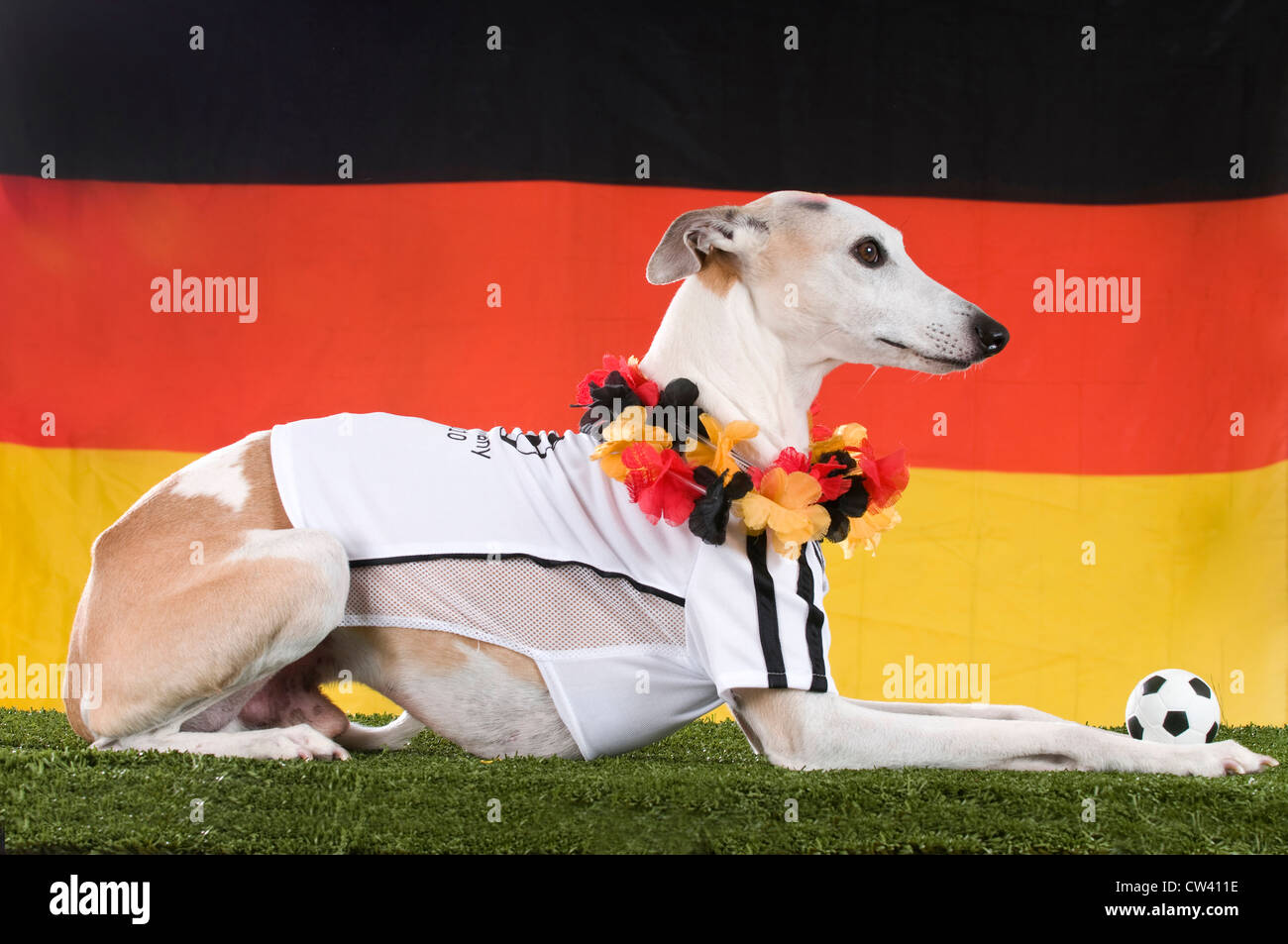 Whippet gekleidet als Fan der deutschen Fußballnationalmannschaft liegen vor der deutschen Flagge Stockfoto