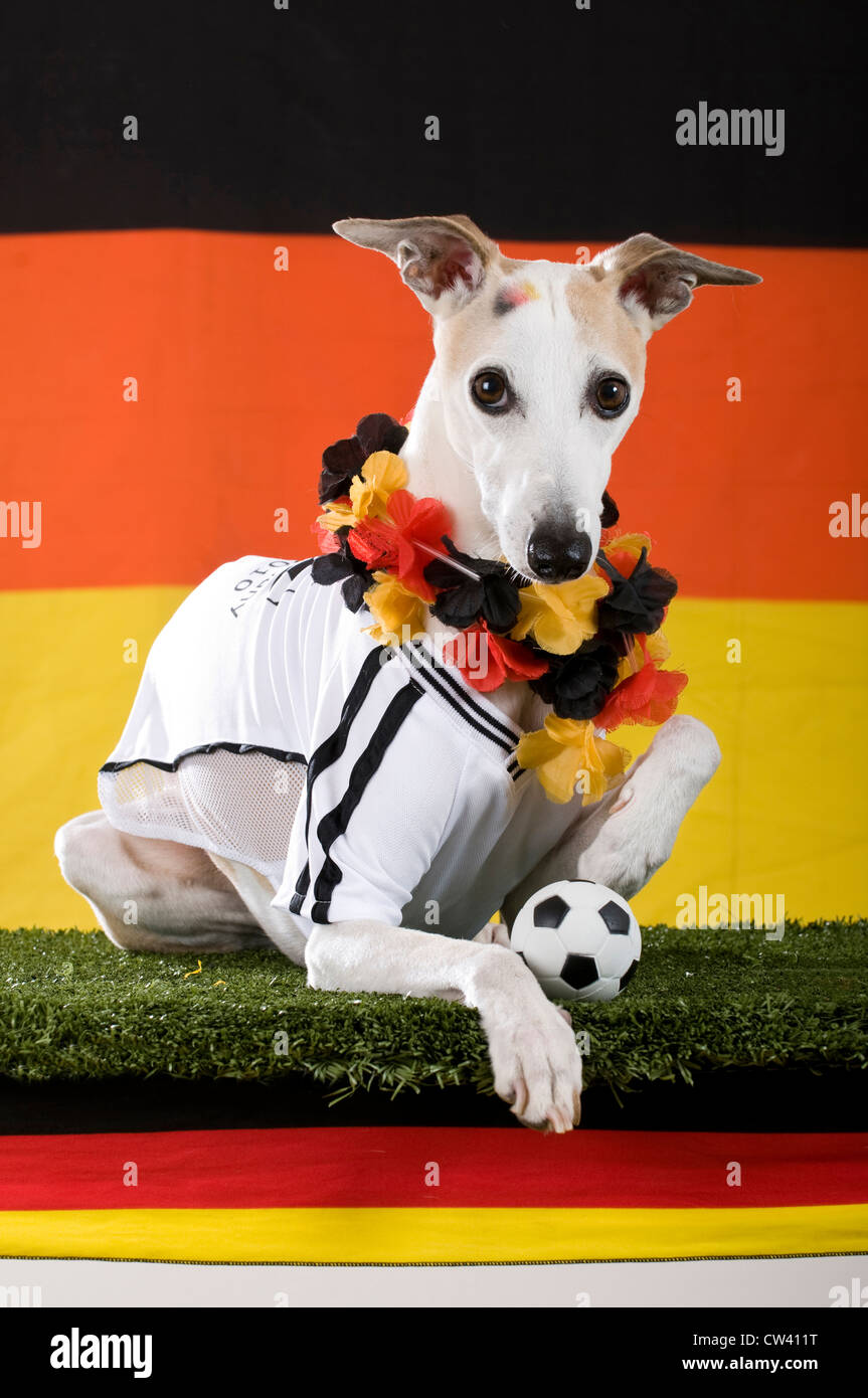 Whippet gekleidet als Fan der deutschen Fußballnationalmannschaft liegen vor der deutschen Flagge Stockfoto