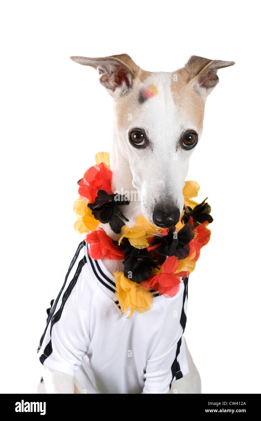 Whippet gekleidet als Fan der deutschen Fußballnationalmannschaft Stockfoto