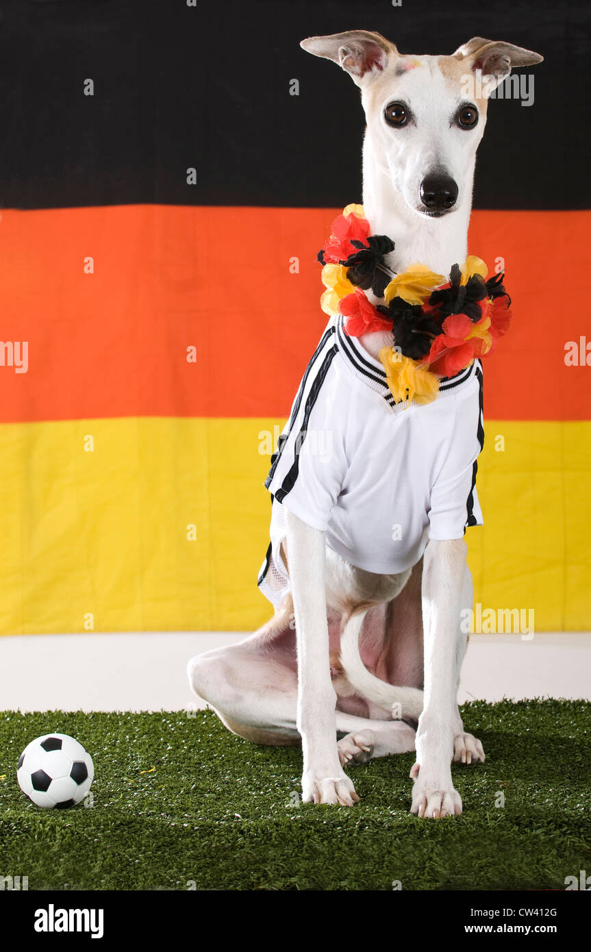 Whippet als Fan der deutschen Fußball-Nationalmannschaft, die vor der deutschen Flagge sitzt Stockfoto