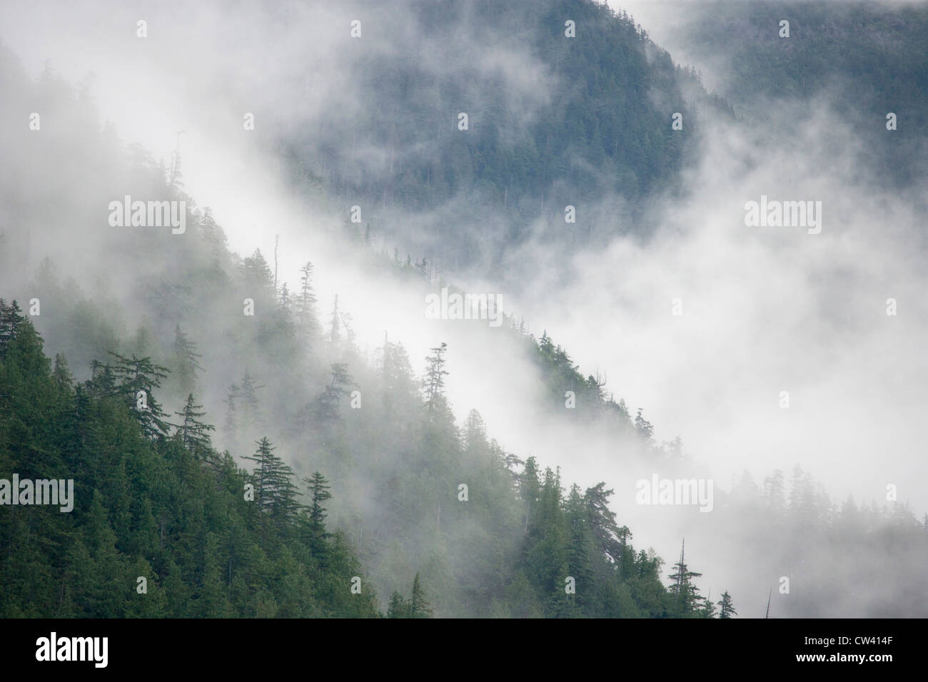 Nebel über Bäume in einem Regenwald und Great Bear Rainforest, British Columbia, Kanada Stockfoto