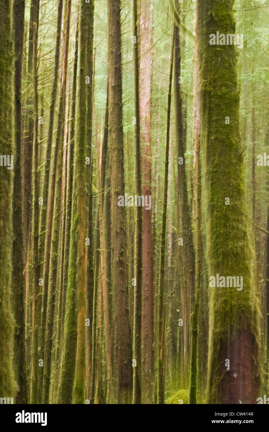 Baumstamm moosbedeckten, Great Bear Rainforest, British Columbia, Kanada Stockfoto