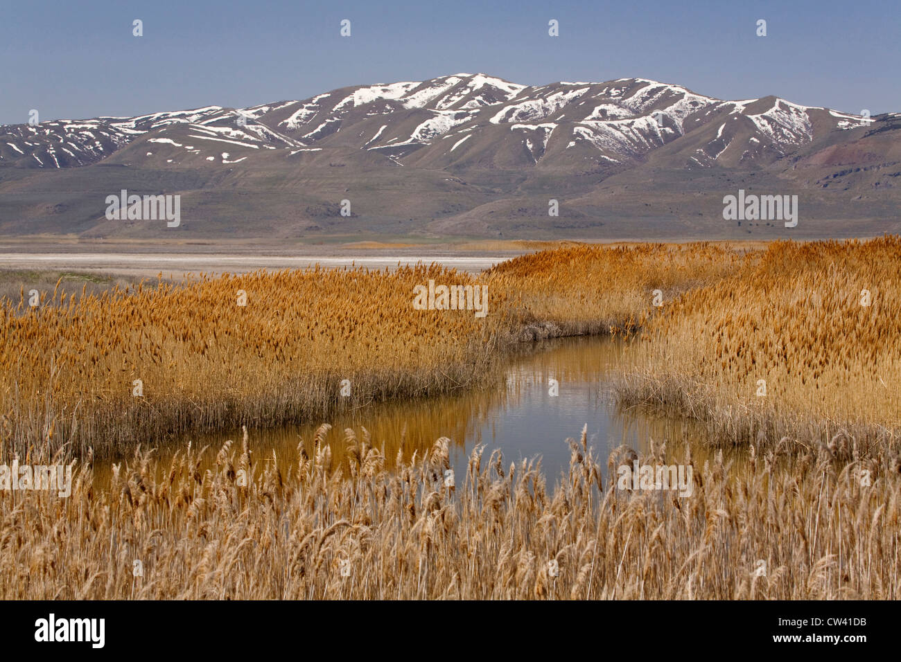 Schilf wächst in den See, Bear River Migratory Bird Zuflucht, Ogden, Utah, USA Stockfoto