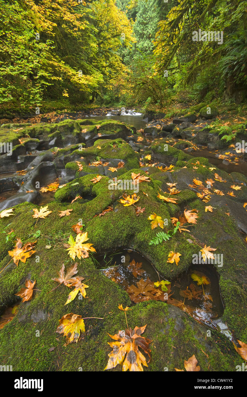 Strom fließt in einen Wald, Cedar Creek, Woodland, Washington State, USA Stockfoto