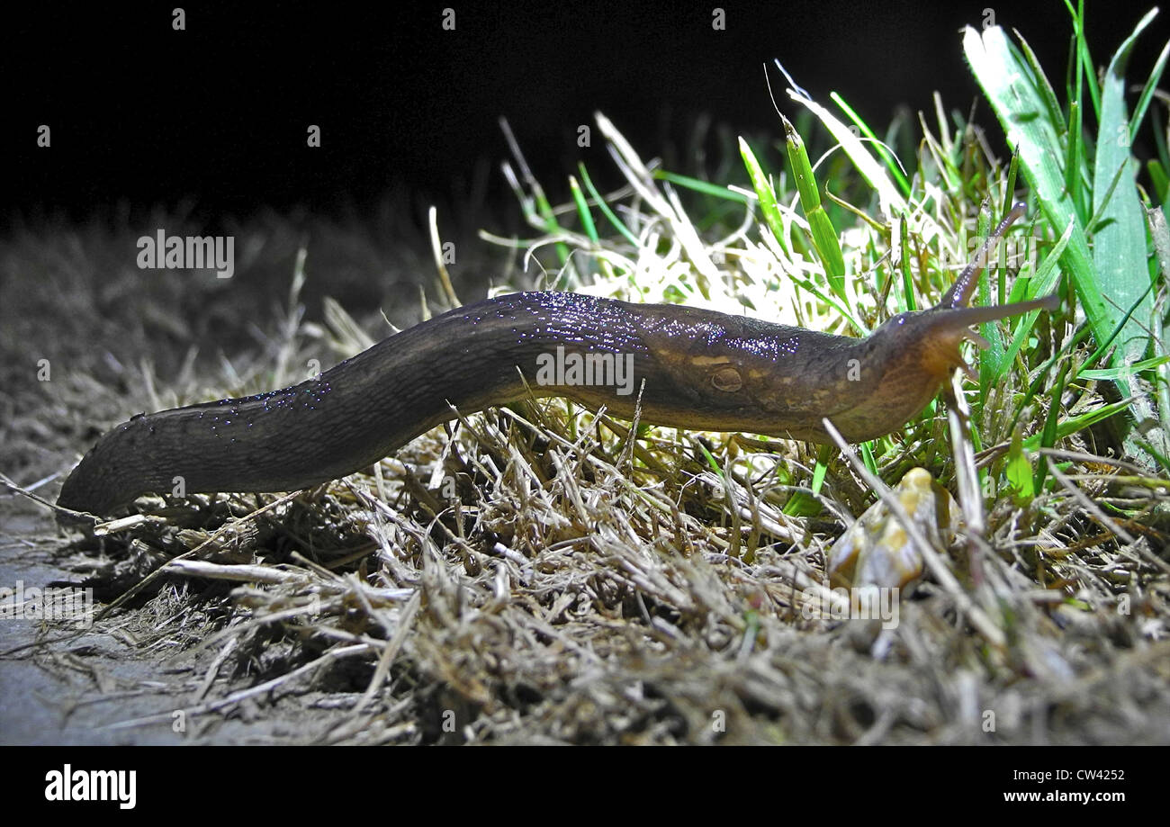 Dies ist der gemeinsame Garten Slug (Arion Distinctus/Arion Hortensis) UK Stockfoto