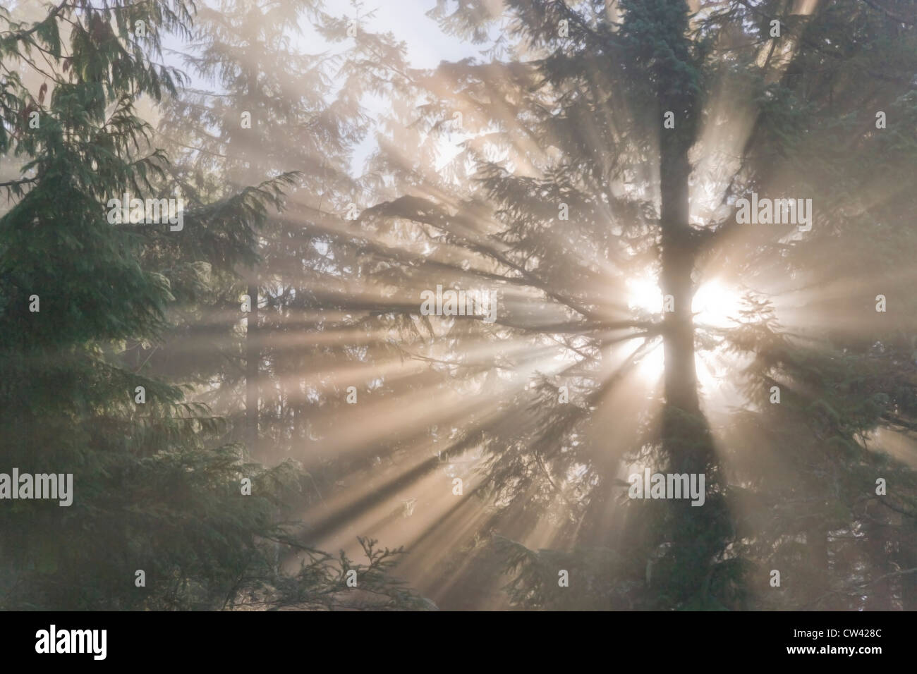 Sonnenstrahlen durch die Bäume im Nebel, Scenic Beach State Park, Seabeck, Washington State, USA Stockfoto