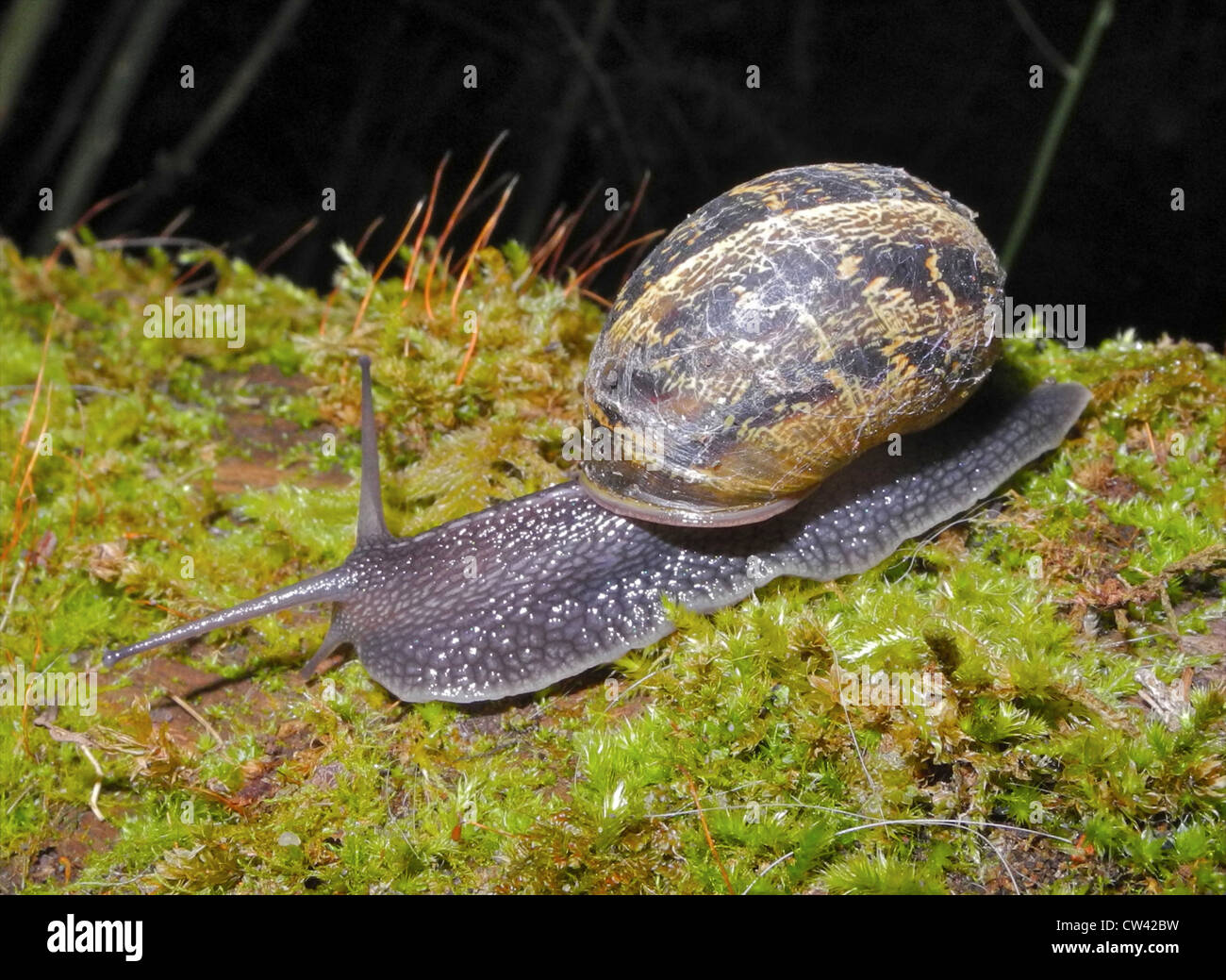 Schnecke Garten Schnecke (Helix Aspersa) Schnecken Plage Stockfoto