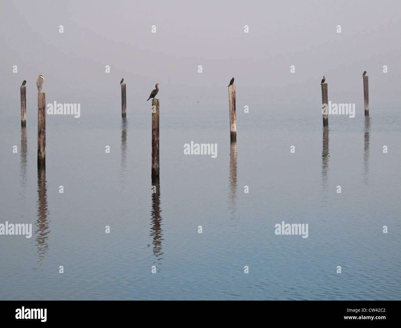 Seevögel hocken auf hölzernen Pfählen in den See, Seabeck, Washington State, USA Stockfoto