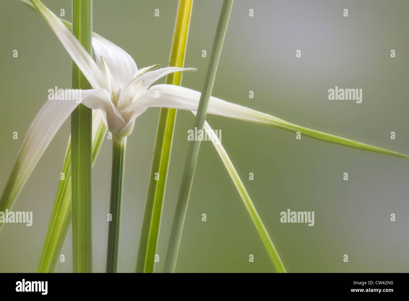 Weiß gekrönt Segge (Dichromena Colorata) bekannt als Star Grass oder Star Rush Stockfoto