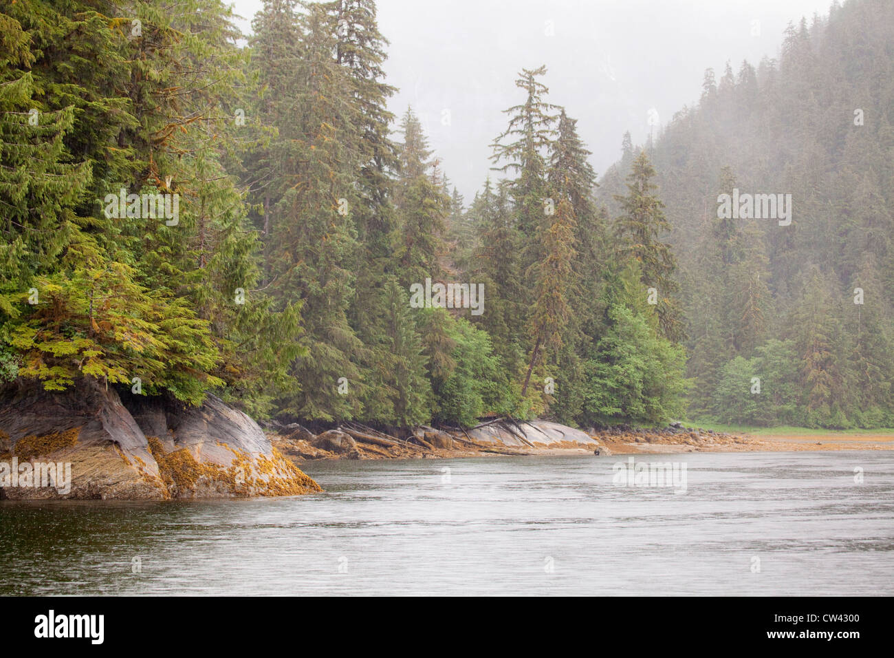 Bäume in einem Wald am Seeufer, Rudyerd Bay, Misty Fjorden National Monument, Alaska, USA Stockfoto