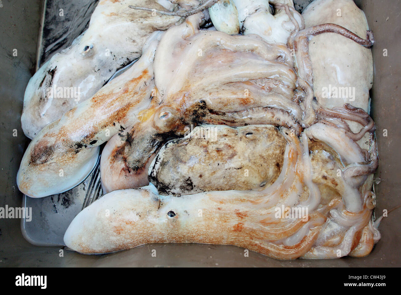 Oktopus zum Verkauf am Fischmarkt von Split, Dalmatien, Kroatien. Stockfoto