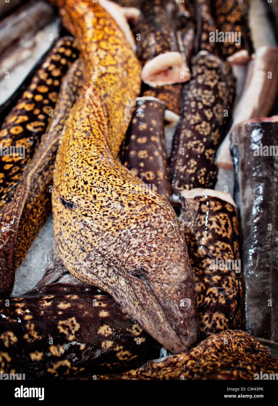 Muränen zum Verkauf am Fischmarkt von Split, Dalmatien, Kroatien. Stockfoto