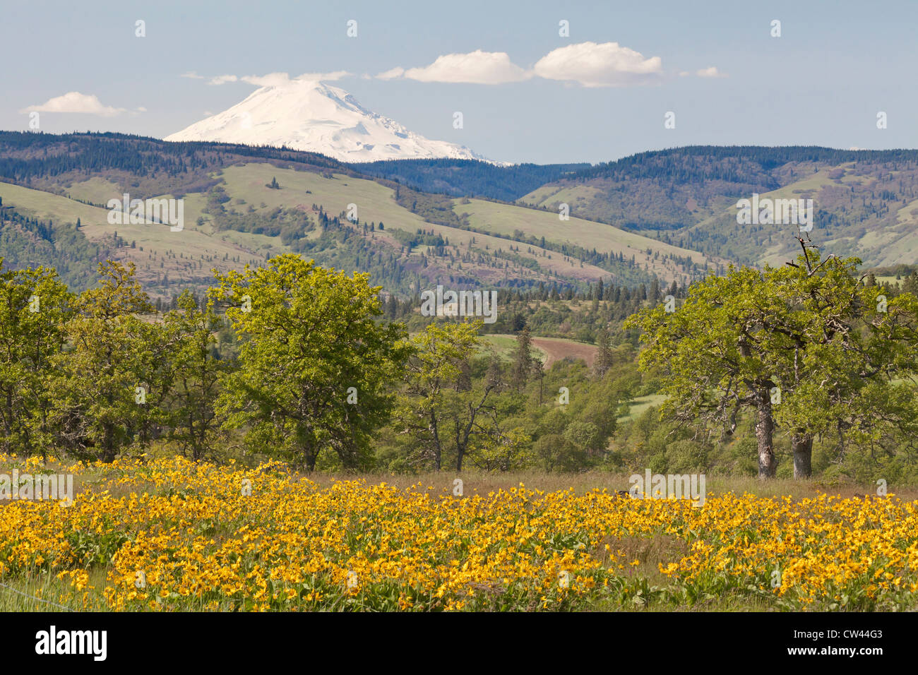 USA, Oregon, Dry Creek Road südlich von Mosier, Wiese mit Wildblumen mit Mount Adams im Hintergrund Stockfoto
