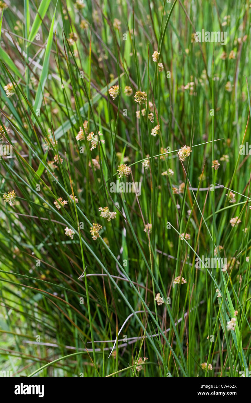 Gemeinsame oder Soft Rush (Juncus Effusus). Blüte und Samen Köpfe auf der Runde Querschnitt Stiele. Stockfoto