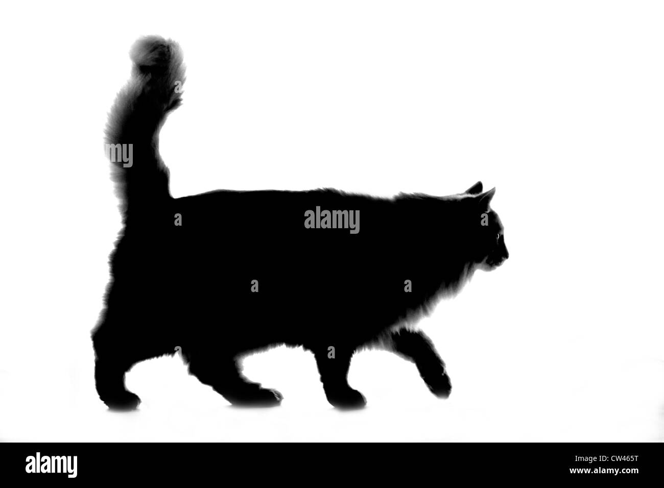 Norwegische Waldkatze. Schwarz Erwachsener zu Fuß vor weißem Hintergrund Stockfoto