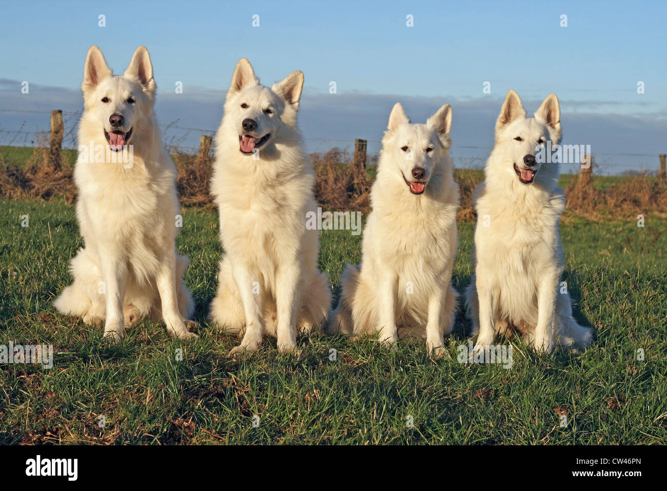 Berger Blanc Suisse, weißer Schweizer Schäferhund. Zwei Männchen und