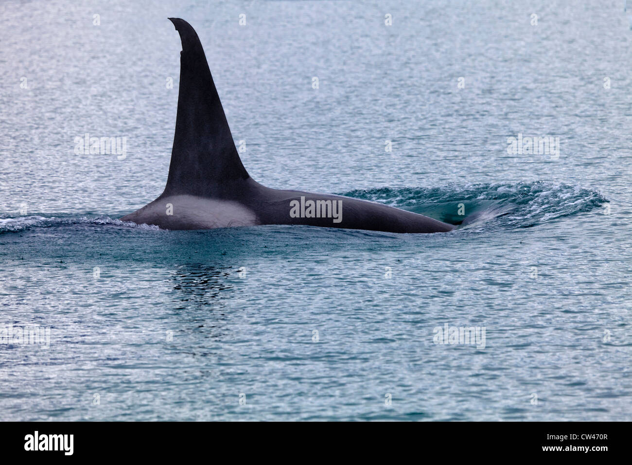 USA, Alaska, Glacier Bay National Park, John Hopkins Gletscher, Schwertwal Stockfoto