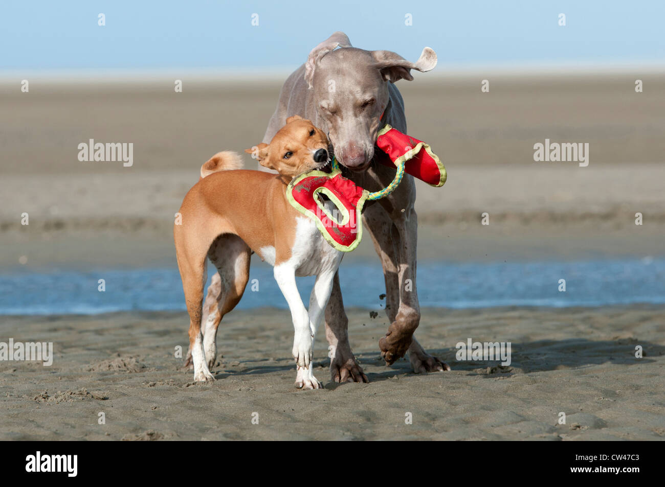 Basenji. Hündin Ringen mit einem Weimaraner über ein Dummy. Niederlande Stockfoto