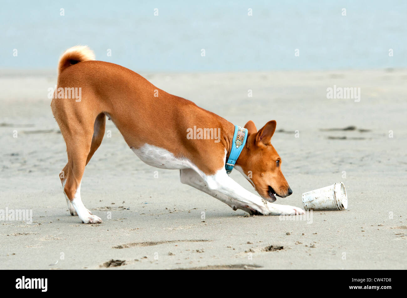 Basenji. Hündin, die das Spiel mit einem Pappbecher an Land gespült. Niederlande Stockfoto