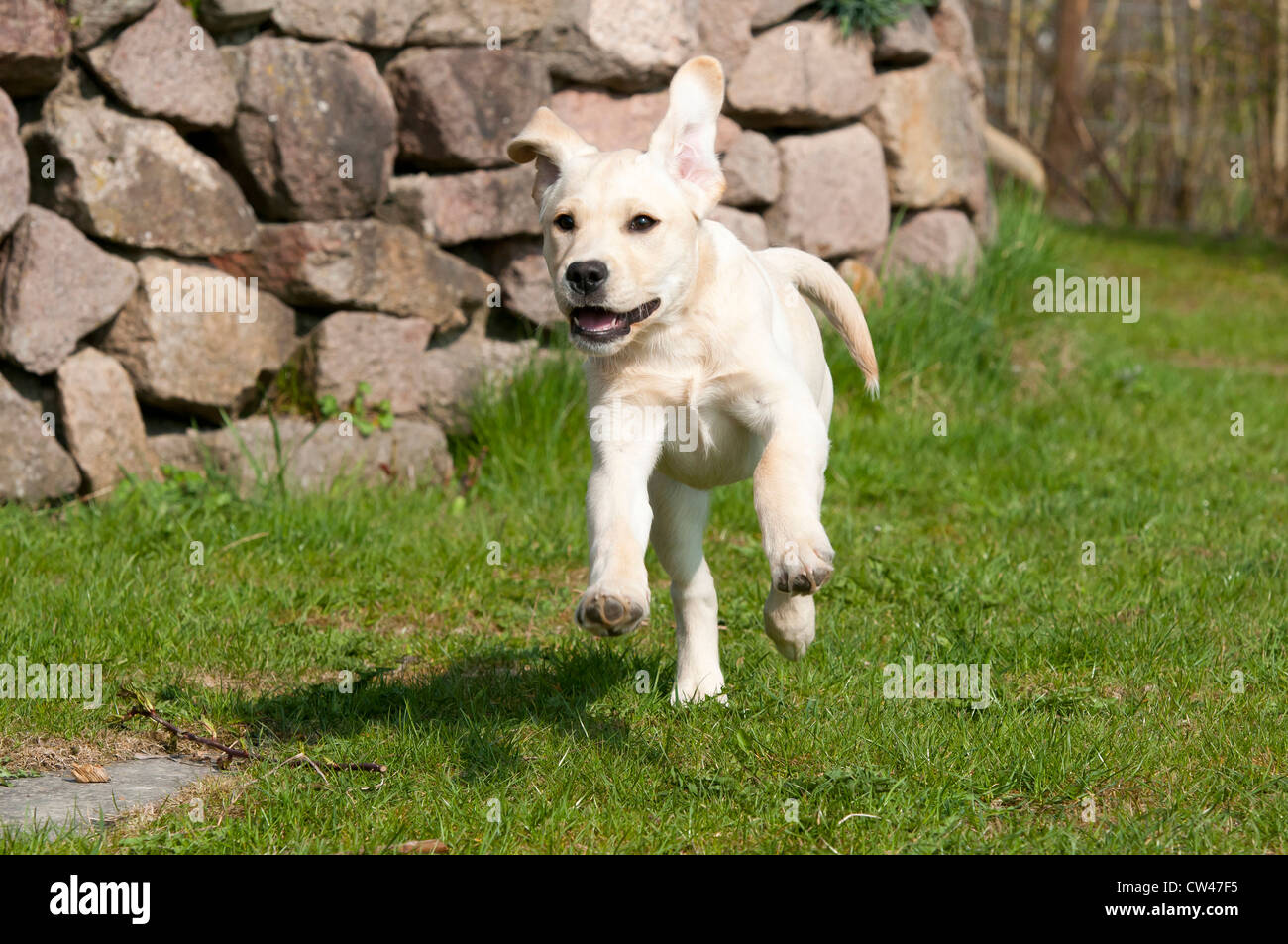 Labrador Retriever. Welpen, die auf einer Wiese Stockfoto